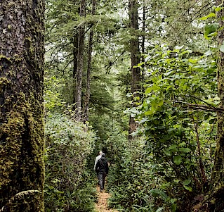 Ancient Cedars Rainforest Trail