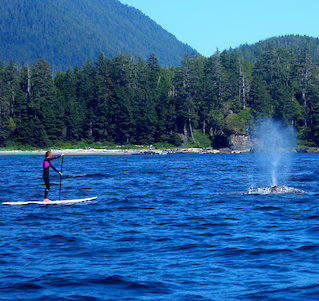 Tofino Stand Up Paddler passes whale in Tofino